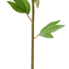 Peace Lily - Image 2