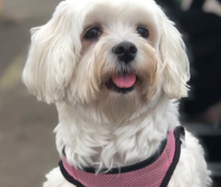 Scottie Organization Mascot